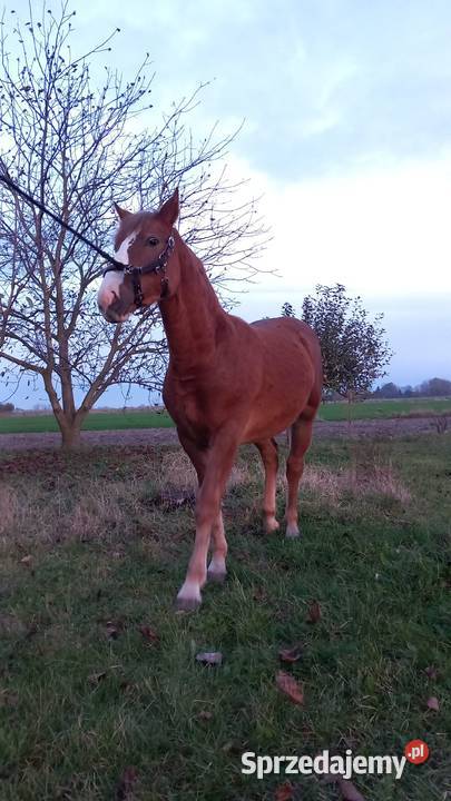 Źróbki roczne lubelskie