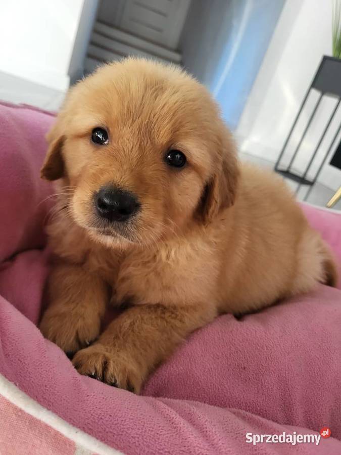 Chłopaki Golden retriever ciemno złote maluszki