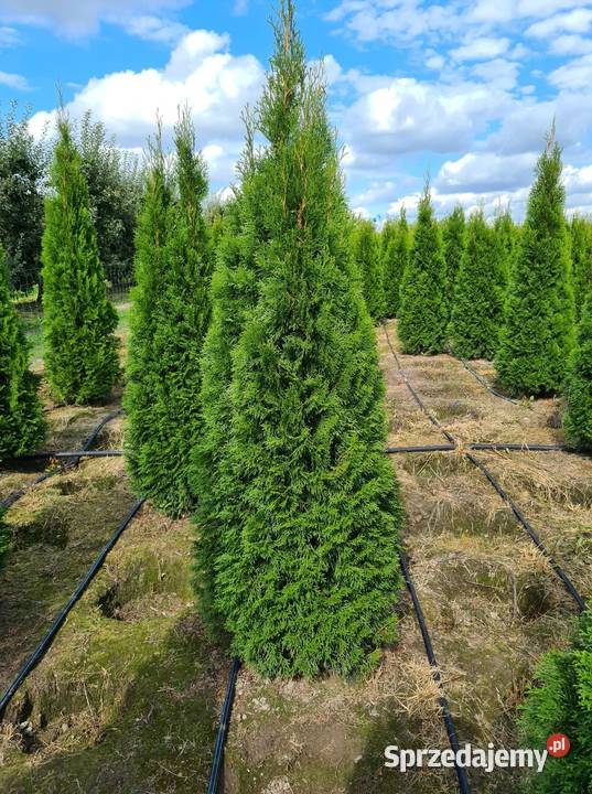 Tuja SzmaragdThuja Smaragd 220 i WYŻSZE SUPER mazowieckie