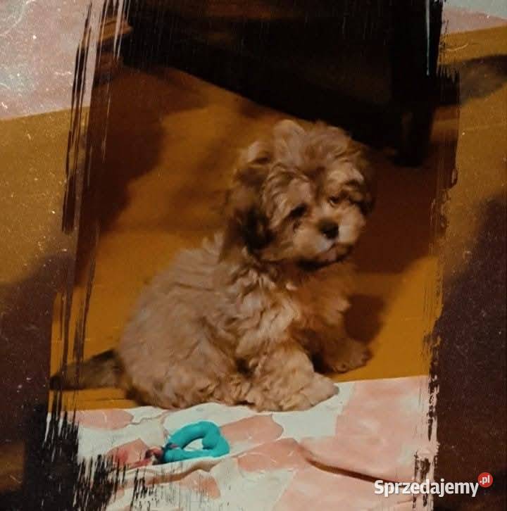 Malshi slodkie maluszki Rybnik