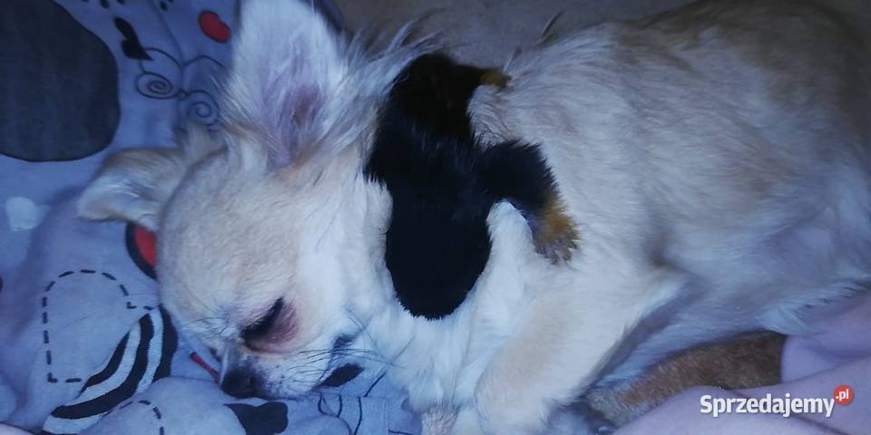 Tamarynka złotoręka ręcznie wykarmiona łódzkie