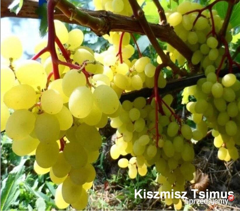 Elitarne winorośle z Ukrainy