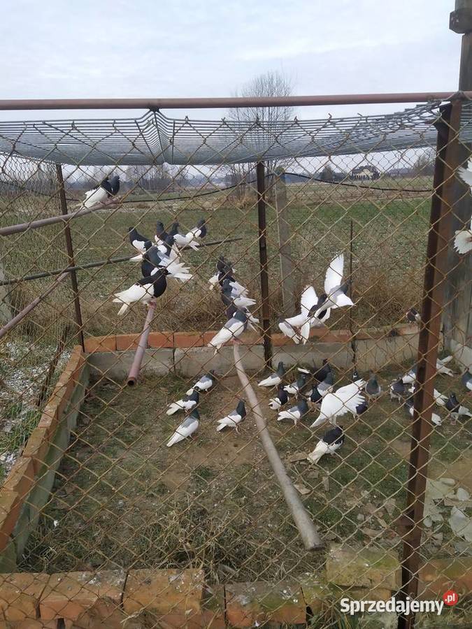 Sprzedam gołębie murzyny Warka