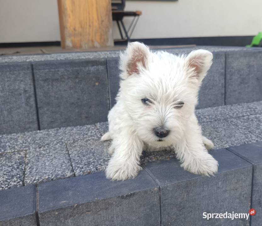 Szczeniaki rasy West Highland White Terrier Tarnów