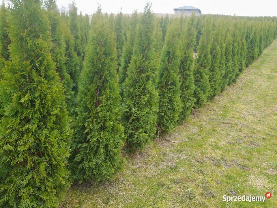 Tuja szmaragd szmaragdowa tuje na żywopłot Jasło sprzedam