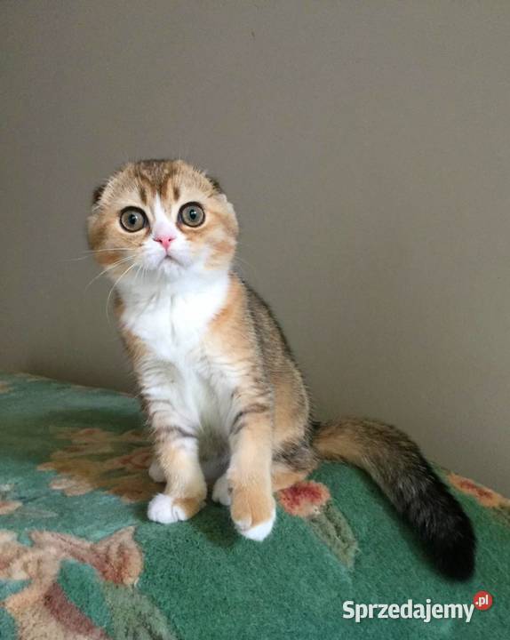 Scottish Fold koloru czarnozłotego z białym ny Katowice