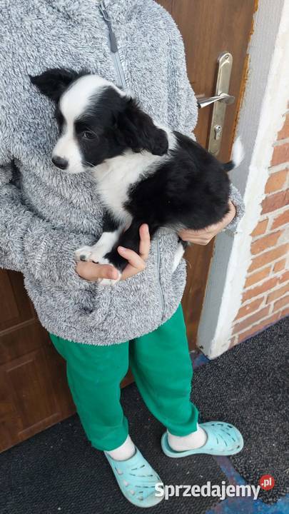 Yorkiepoo szczeniaki Warszawy gotowe do zmiany Płońsk