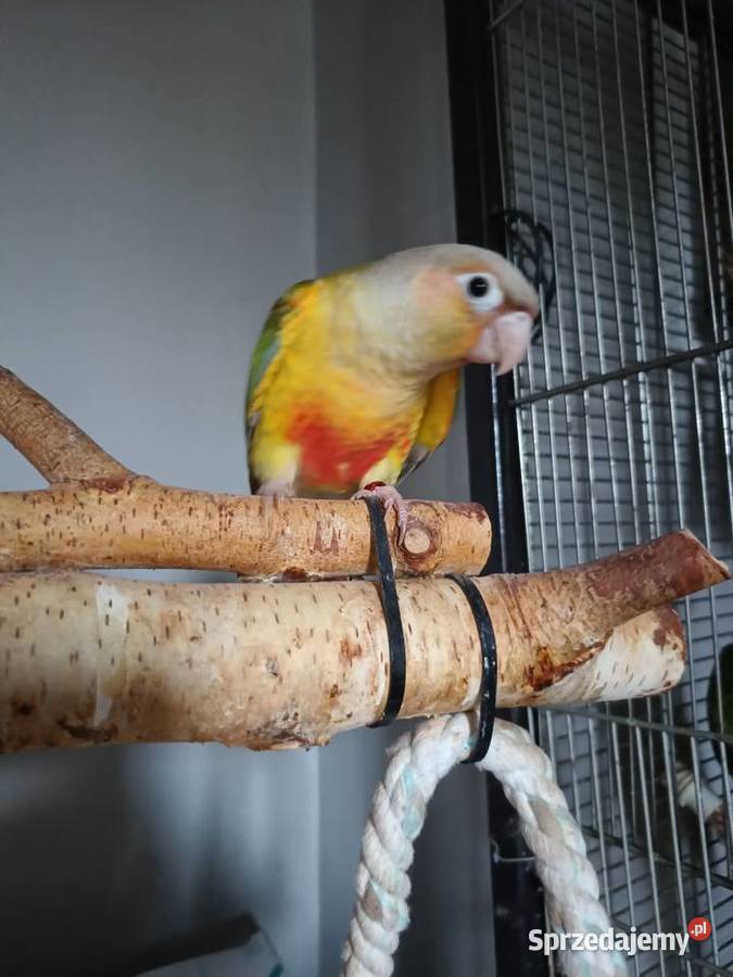 Papuga rudosterka ręcznie karmiona
