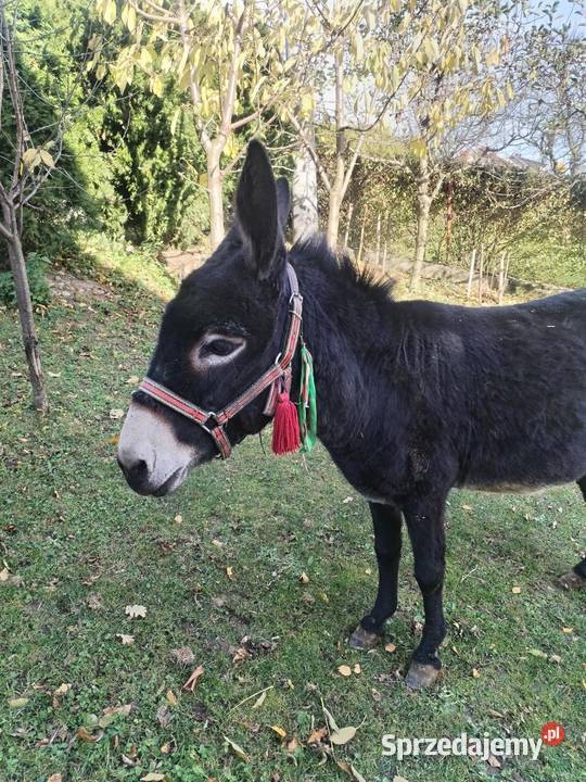 Sprzedam Oślice Przysietnica
