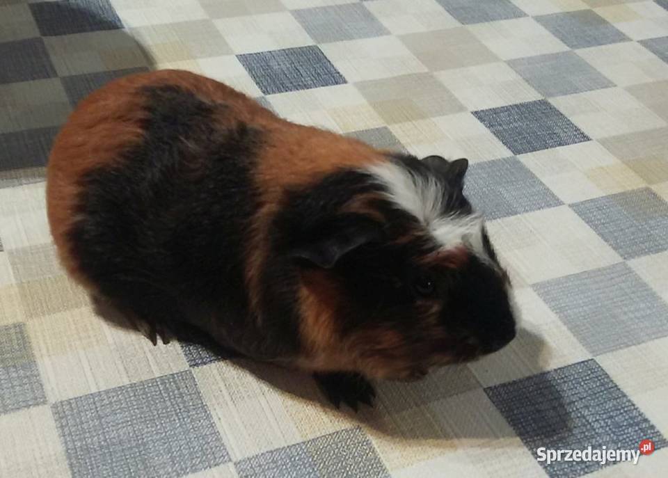 Świnki morskie młode samce