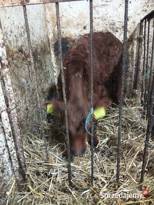 Sprzedam byczka mięsnego podlaskie Pniewo sprzedam
