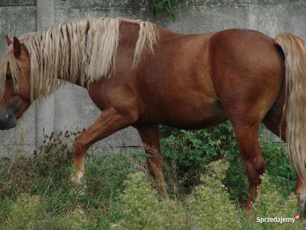 Konie Haflingery Opatów