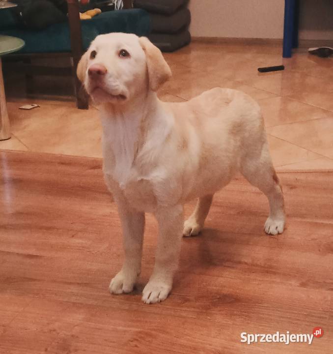 Labrador ostatnia suczka biszkoptowa Labrador Jędrzejów