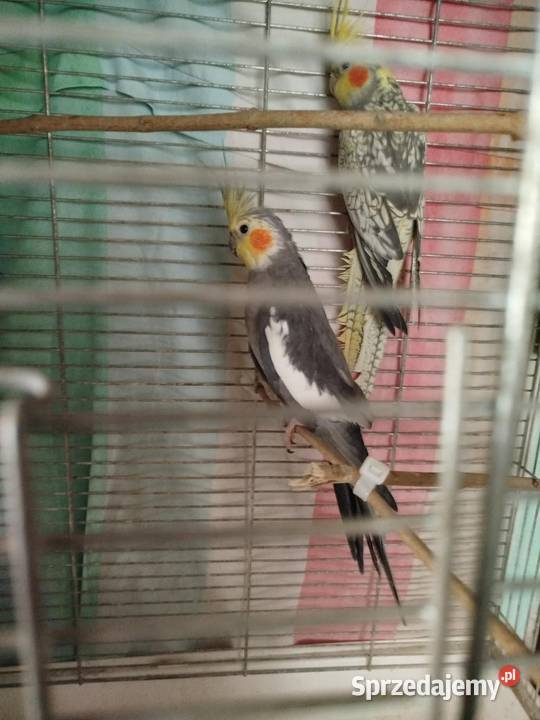 Papugi ninfy pomorskie Reda sprzedam