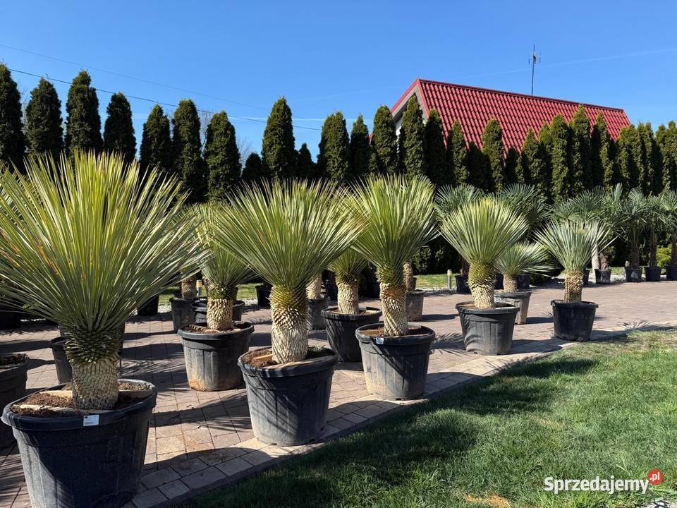 Yucca Rostrata juka Rostrata mrozoodporna do śląskie Dudki