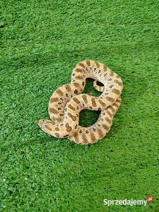 Samica dorosła Heterodon zachodni Rumia