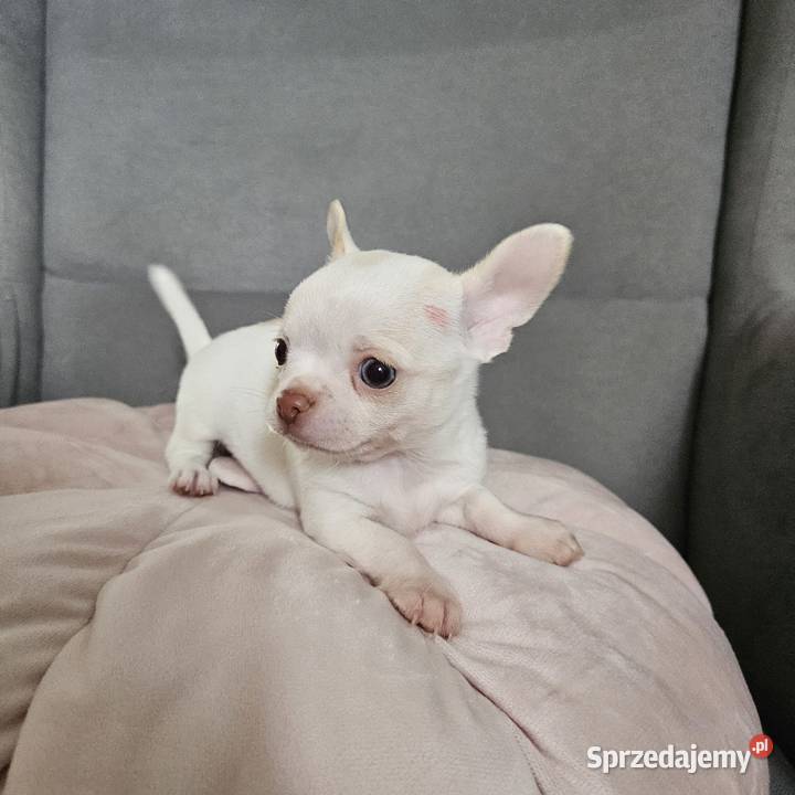 Chihuahua piękny piesek rodzicach FCi