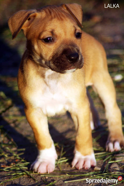 szczeniaki American Pit Bull Terrier rodowód Psy Warszawa