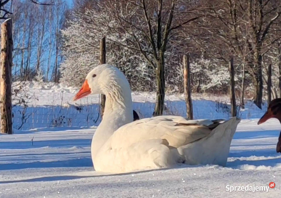 Gęsi Gęś Novohradska zarodowe 1 gąsior 2 gąski