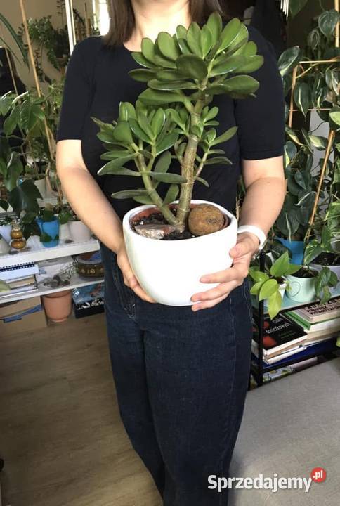 Drzewko szczęścia Crassula Ovata duże Warszawa sprzedam