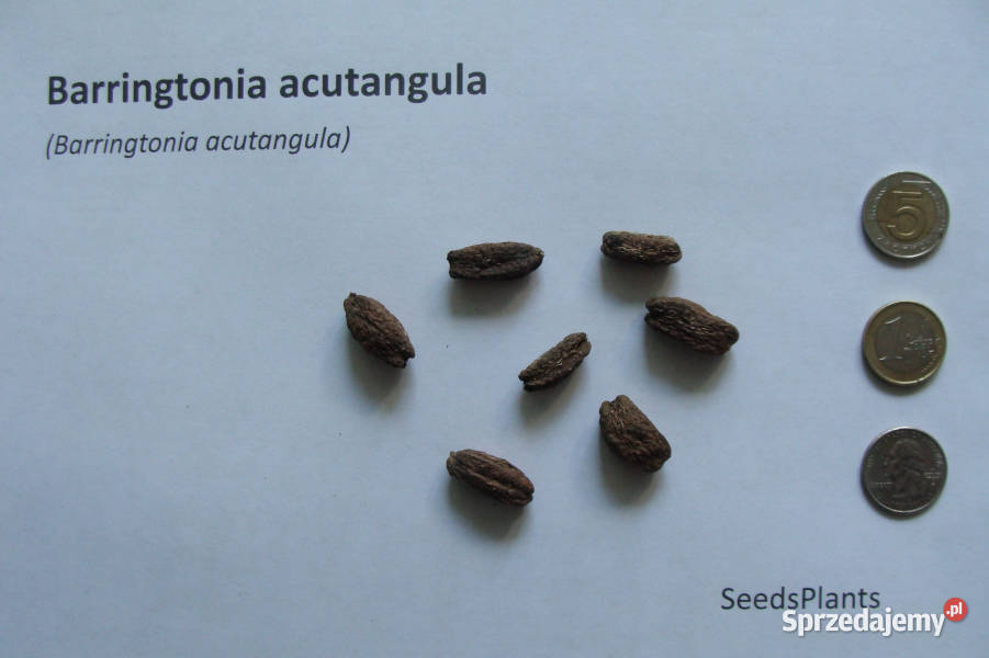 BARINGTONIA ACUTANGULA Barringtonia acutangula kujawsko-pomorskie Lubanie