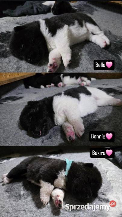 Akita amerykańska Akita