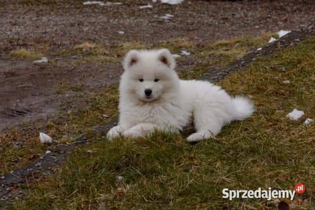 Samoyedy z hodowli Pozostałe Gdańsk sprzedam