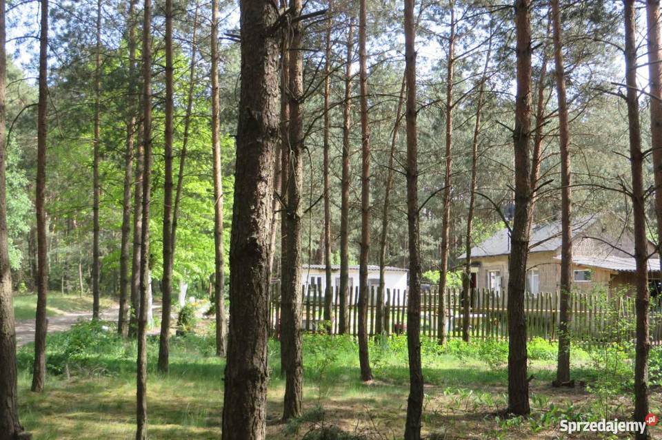Siedlisko w lesie Gostynin