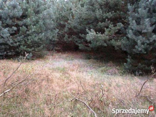 Do Działka Rolna w gm Strzegowo 10000m2 Mława sprzedam