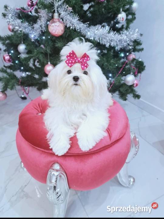 maltańczyki koreańskie szczenięta z rodowodem Bydgoszcz