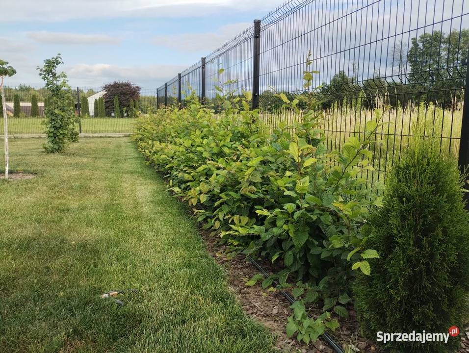 Grab Pospolity Carpinus betulus sadzonki na