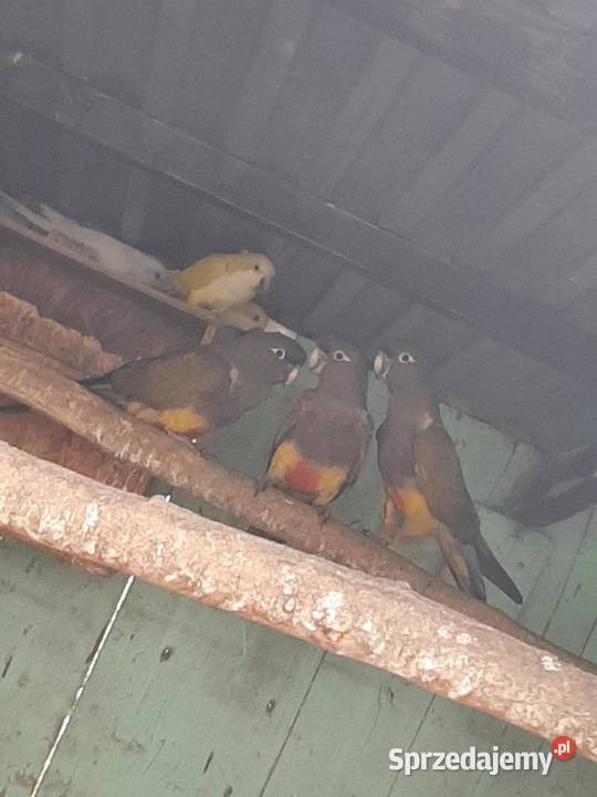 Konury patagońskie patagonki Ptaki