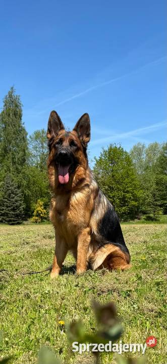 Owczarek Niemiecki Krótkowłosy Bielsko-Biała sprzedam