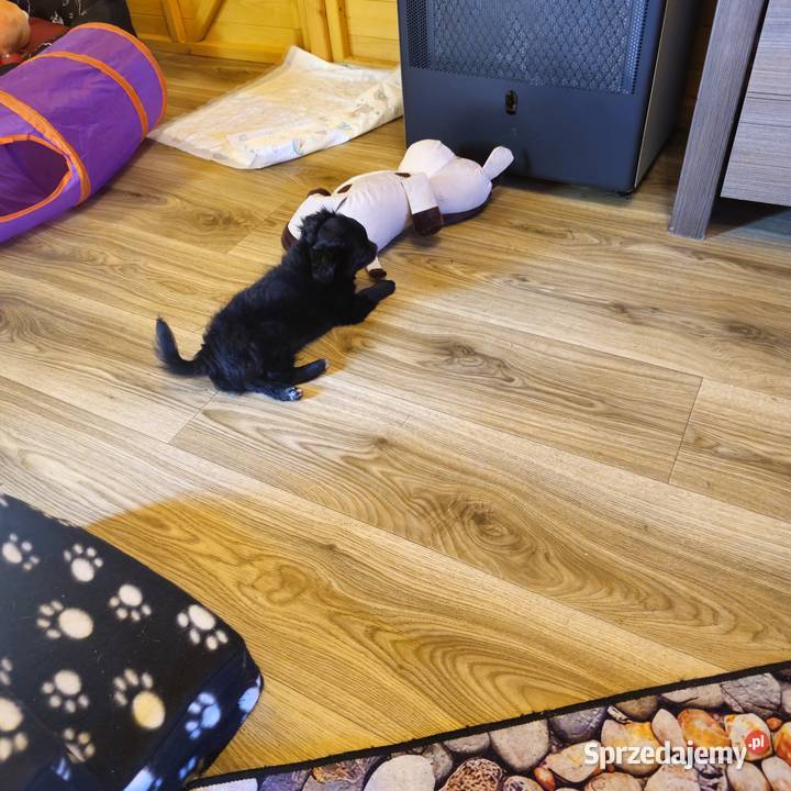 Chihuahua Słodki Blaki szuka nową rodzinkę Kołobrzeg