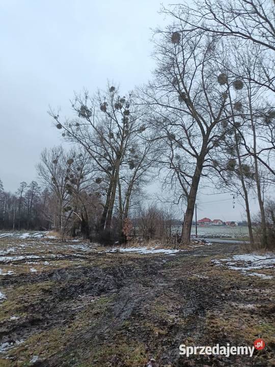 Topola sokora 7 sztuk Cyców