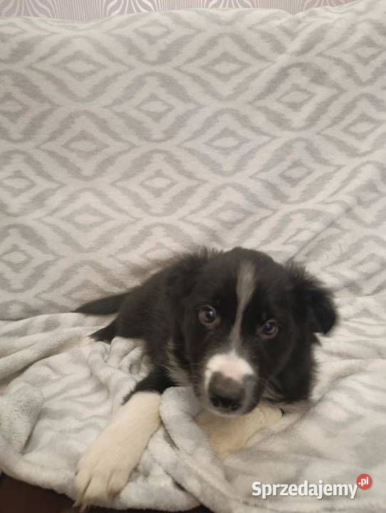 Border Collie Piesek Szczaworyż