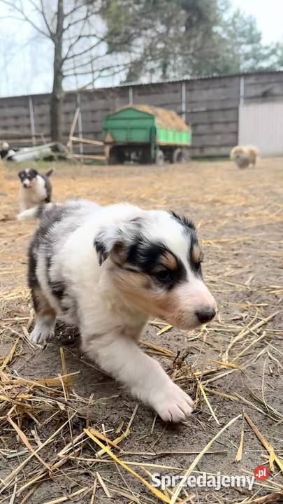 Owczarek szkocki collie