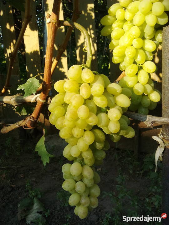 Sadzonki winorośli Ukraina Lubień