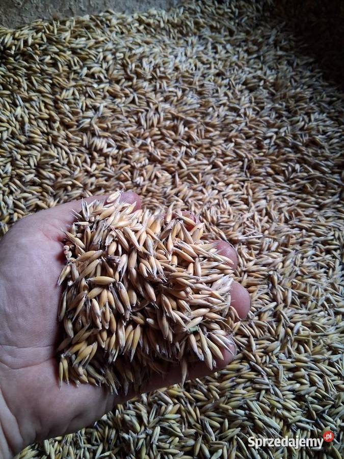 Owies tegoroczny czyszczony koni gęsią itp podkarpackie Wysoka Strzyżowska sprzedam