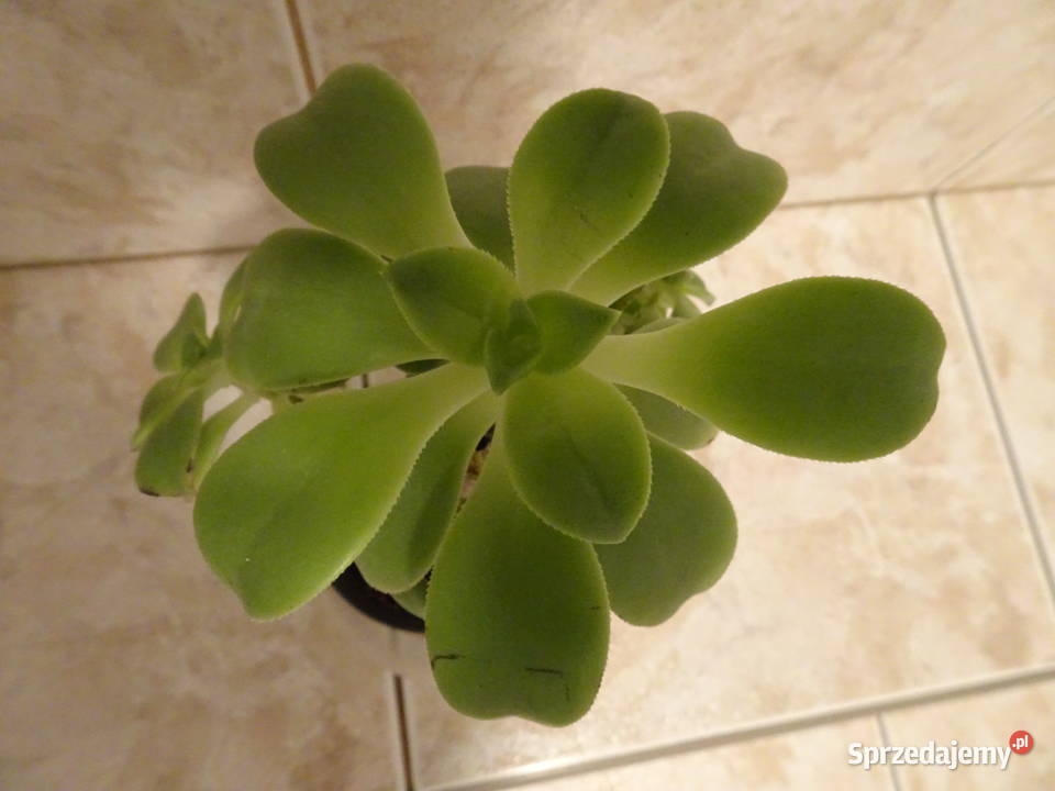 Aeonium Havorthii Kiwi mazowieckie Warszawa