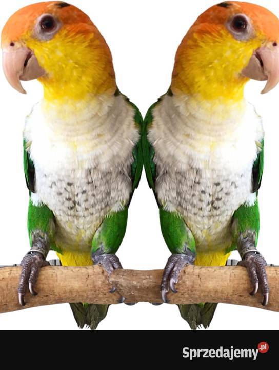 Barwinka białobrzucha Wodzisław Śląski