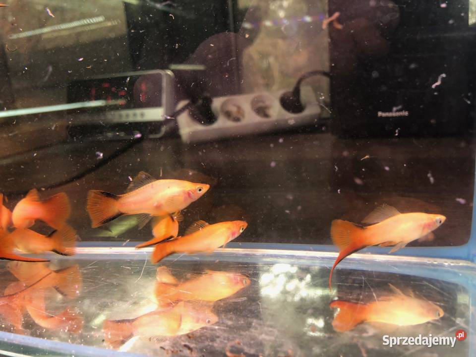 Mieczyk orange comet Justynów