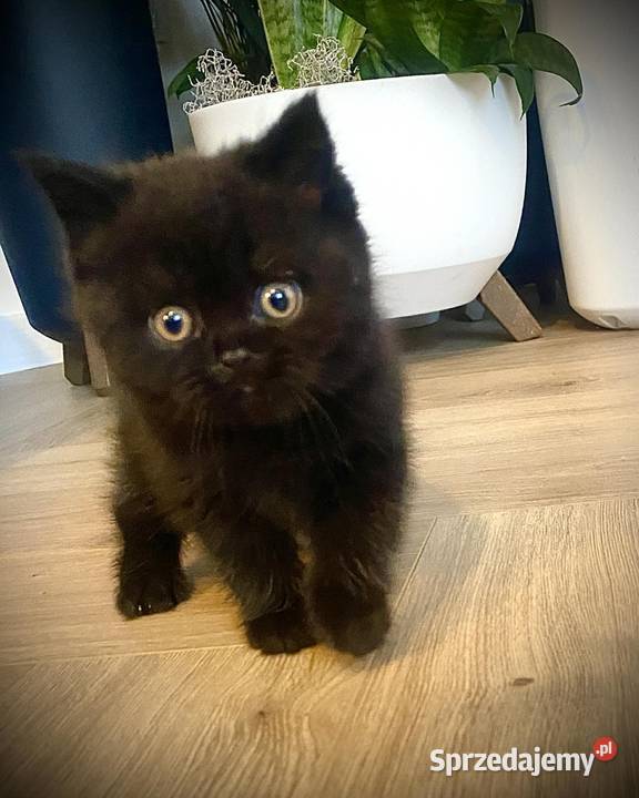 Kotkotek brytyjska niebieską Brytyjski Wzdół Rządowy