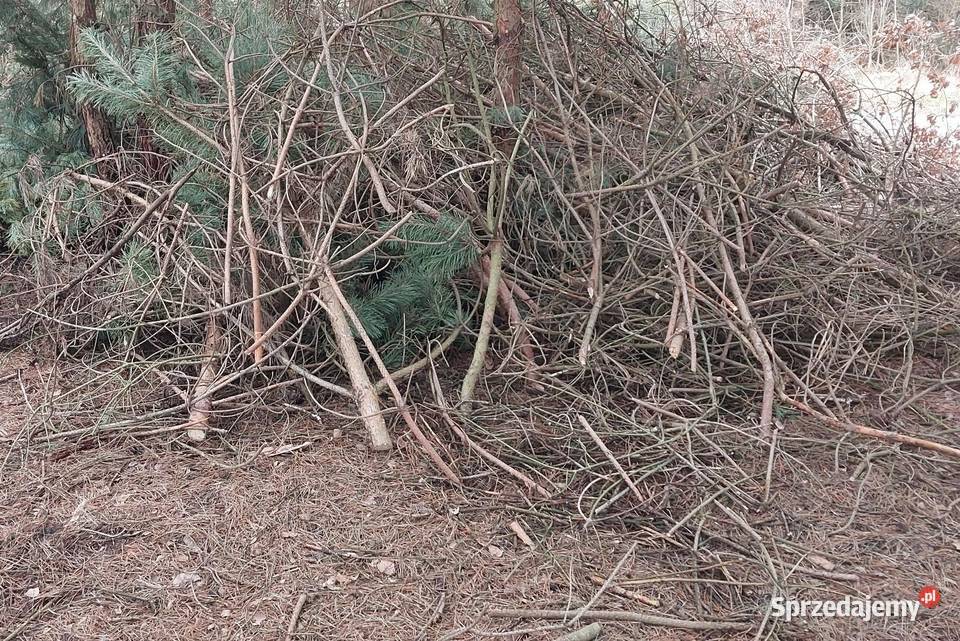 Oddam gałęzie gałęziówka opał drewno Biała Podlaska sprzedam