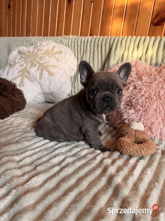 Buldog francuski Częstochowa