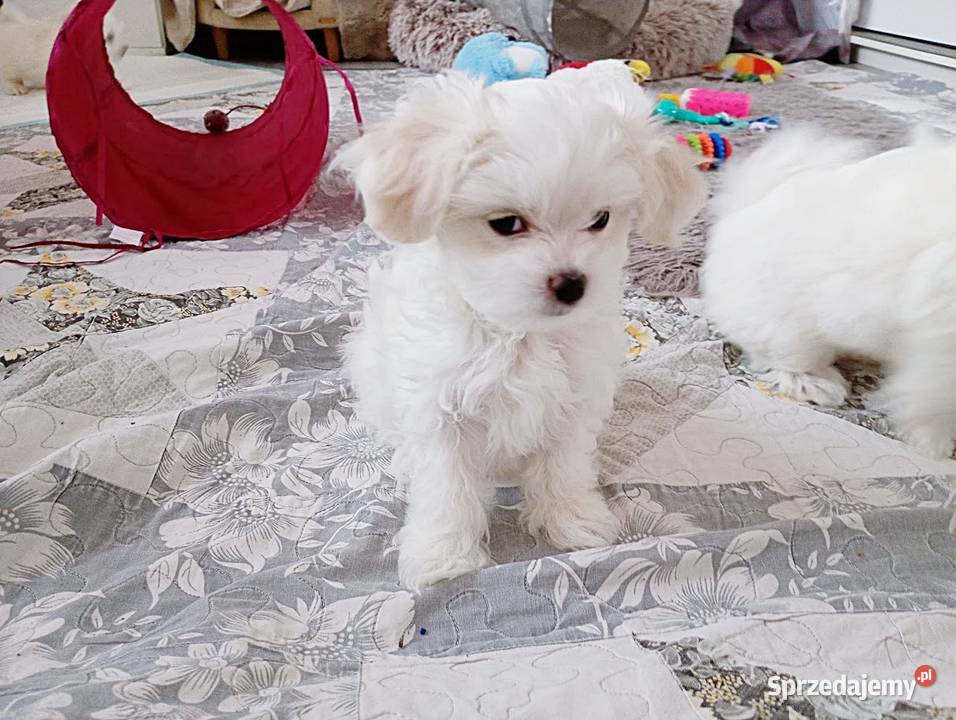 Maltańczyk suczka śląskie Racibórz