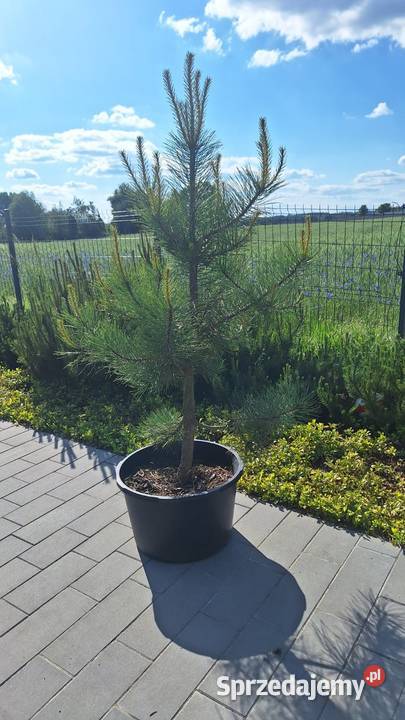 Sosna żółta 160 180 w donicy pełen system Wschowa sprzedam