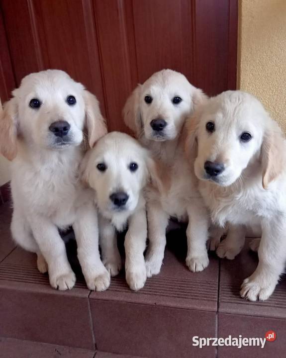Golden retriever Gągolin