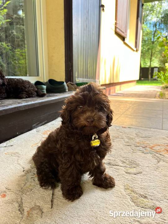 Śliczne szczeniaczki rasy Maltipoo Warszawa