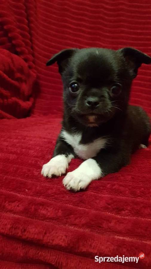 Piesek chihuahua Płońsk